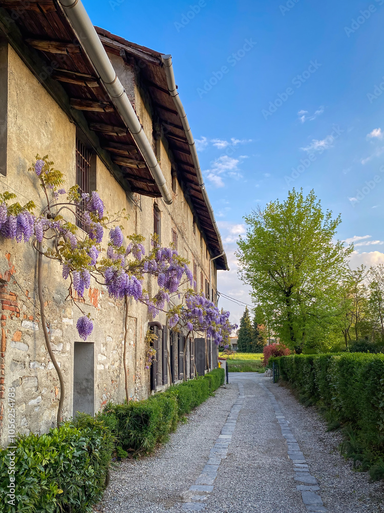 Blooming purple flowers Wisteria Sinensis or Blur rain in springtime on a wall of an old house in Italy blue sky