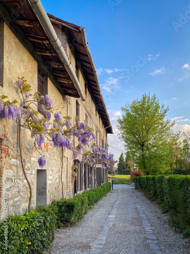 Obraz na płótnie Blooming purple flowers Wisteria Sinensis or Blur rain in springtime on a wall of an old house in Italy blue sky w salonie