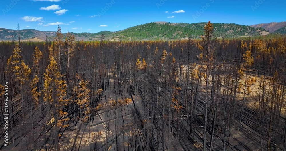 Charred Wilderness Trees after Wildfire Idaho Forest Charred Wilderness Trees after Wildfire Idaho Forest