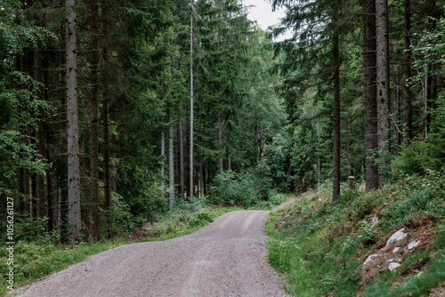 Photography road in the forest