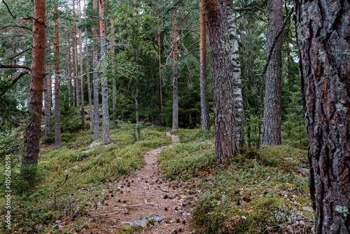 footpath in the woods