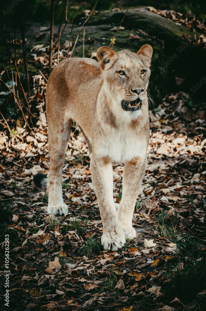 Fototapeta premium Portrait einer Löwin in einem Freigehege in einem Tierpark