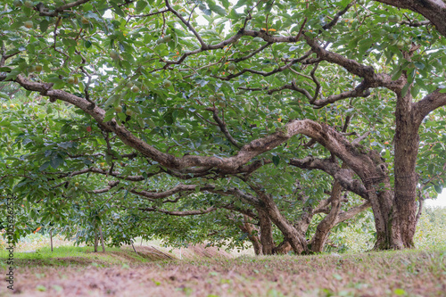 柿の木