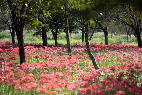 新潟 雪国植物園のヒガンバナ