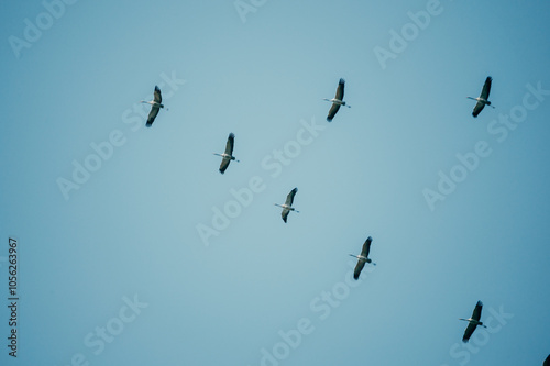 Vogelzug - Eine Formation von Kranichen (Grus grus) am blauen Himmel auf ihrem Weg zum Winterquartier