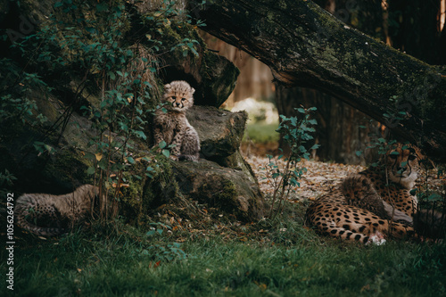 Gepardin (Acinonyx jubatus) mit ihren kleinen Jungtieren in einem Freigehege in herbstlicher Atmosphäre photo