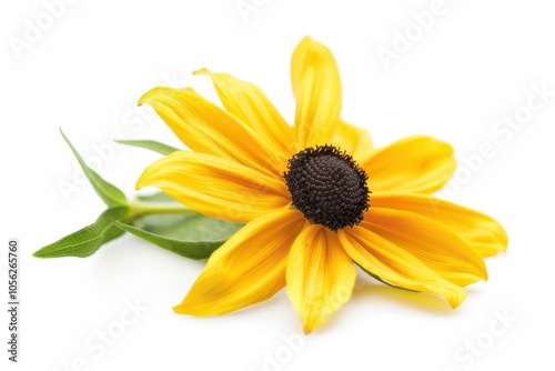 Species of Coneflowers Rudbeckia hirta on white background photo