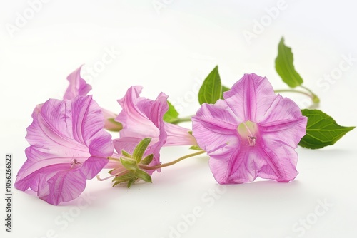 White background with Mirabilis or four o clock flowers photo