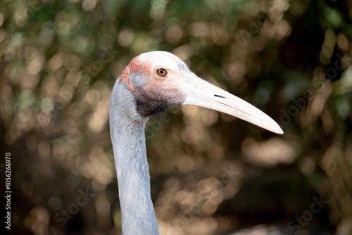 The Brolga is a pale grey colour with an obvious red to orange patch on their head with a black dewlap (piece of skin) hanging underneath their chin. photo