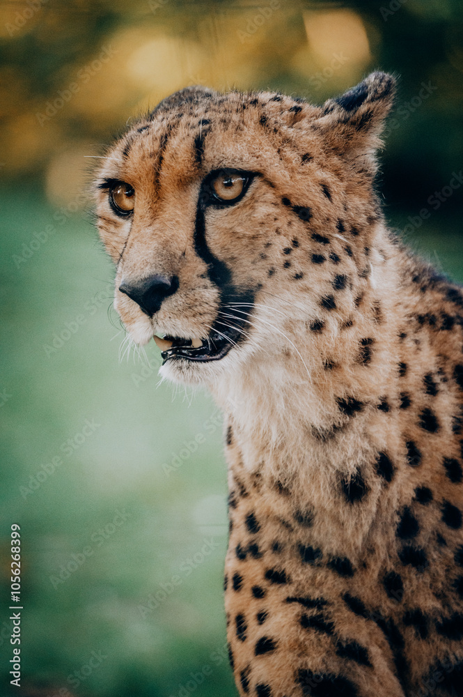 Portrait eines männlichen Geparden (Acinonyx jubatus) in einem Freigehege Portrait eines männlichen Geparden (Acinonyx jubatus) in einem Freigehege