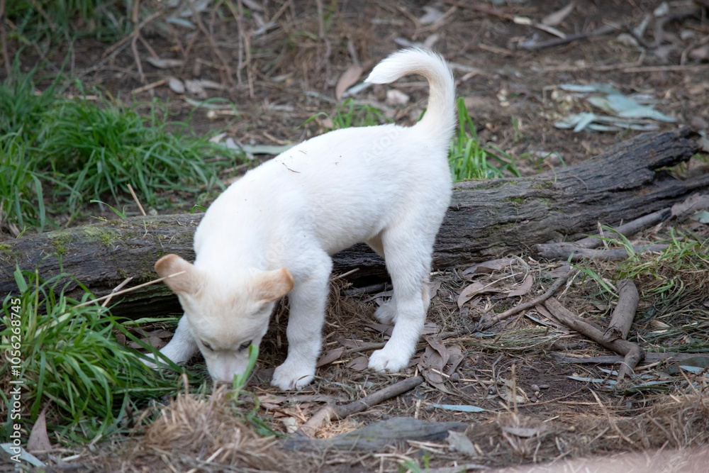 Obraz premium Dingos are a dog-like wolf. Dingos have a long muzzle, erect ears and strong claws.
