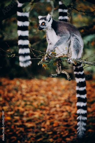 Close Up von einem Katta (Lemur catta) in herbstlicher Abendsonne einem Freigehege photo