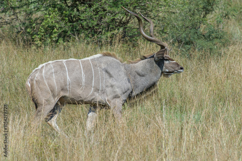 Canvas Print Male kudu walking in the bush