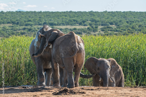 African elephants playing at a watering hole