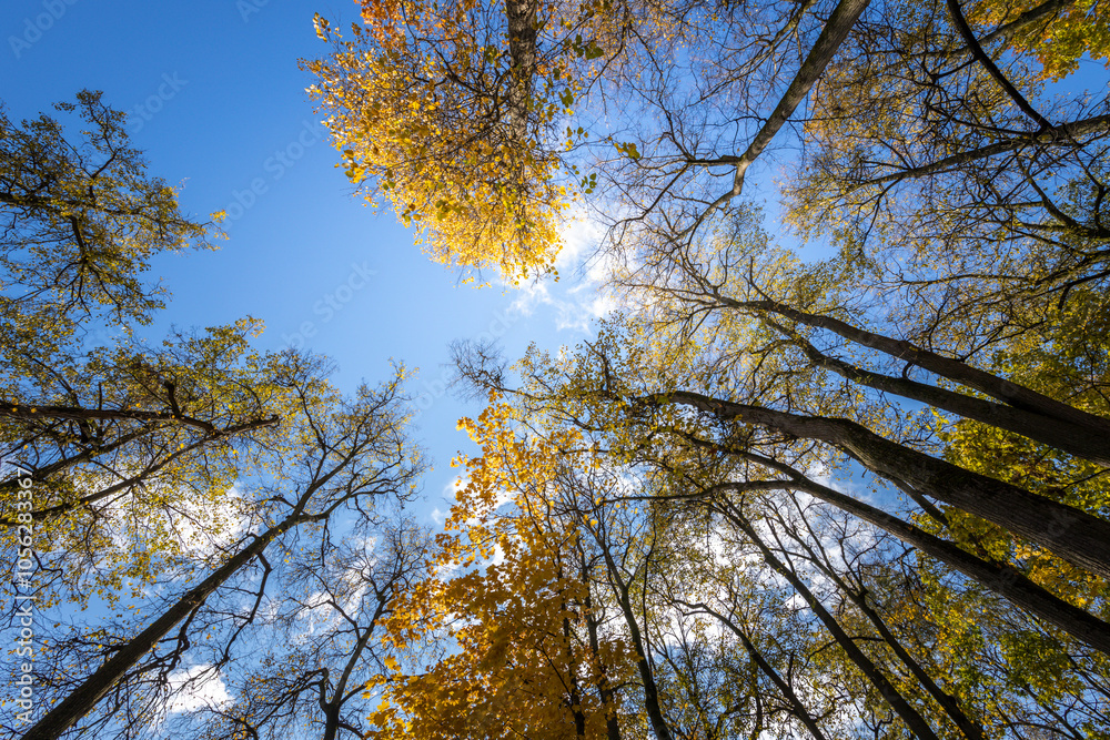 Fototapeta premium A forest with trees in the background and a clear blue sky