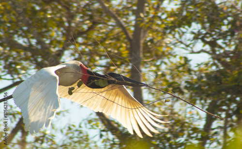 tuiuiú fazendo ninho   photo