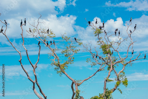 Pássaros na arvore no pantanal 