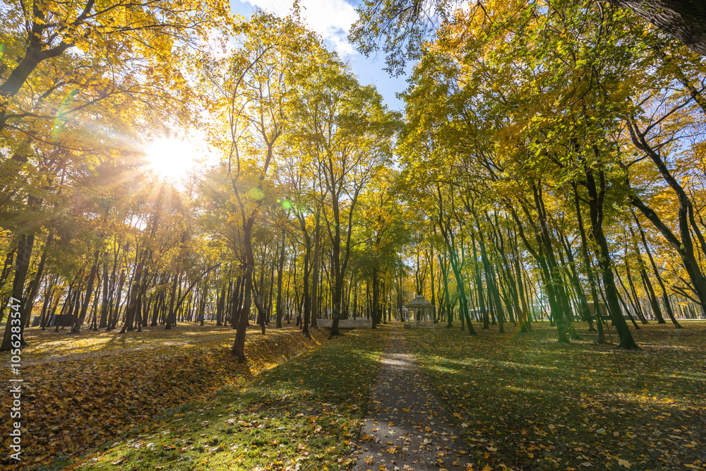 A forest with trees in the background and a path in the foreground A forest with trees in the background and a path in the foreground