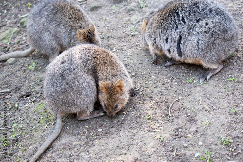 The Quokka is a small wallaby with thick, coarse, grey-brown fur with lighter underparts. Its snout is naked and its ears are short. The Quokka is a small wallaby with thick, coarse, grey-brown fur with lighter underparts. Its snout is naked and its ears are short.