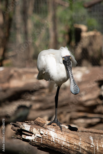 The royal spoonbill is a large white sea bird with a black bill that looks like a spoon. photo