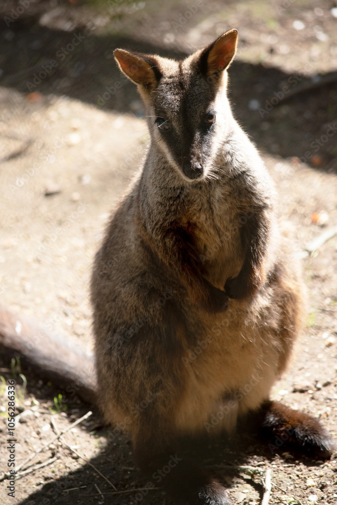 Naklejka premium The southern Brush-tailed Rock-wallaby has a characteristic, long, dark tail that is bushier towards the tip.