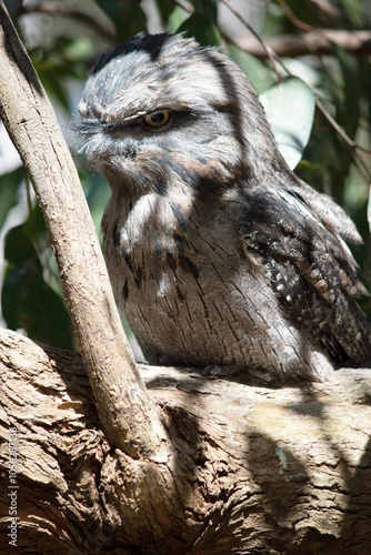 the tawny frogmouth has a mottled grey, white, black and rufous â€“ the feather patterns help them mimic dead tree branches. photo