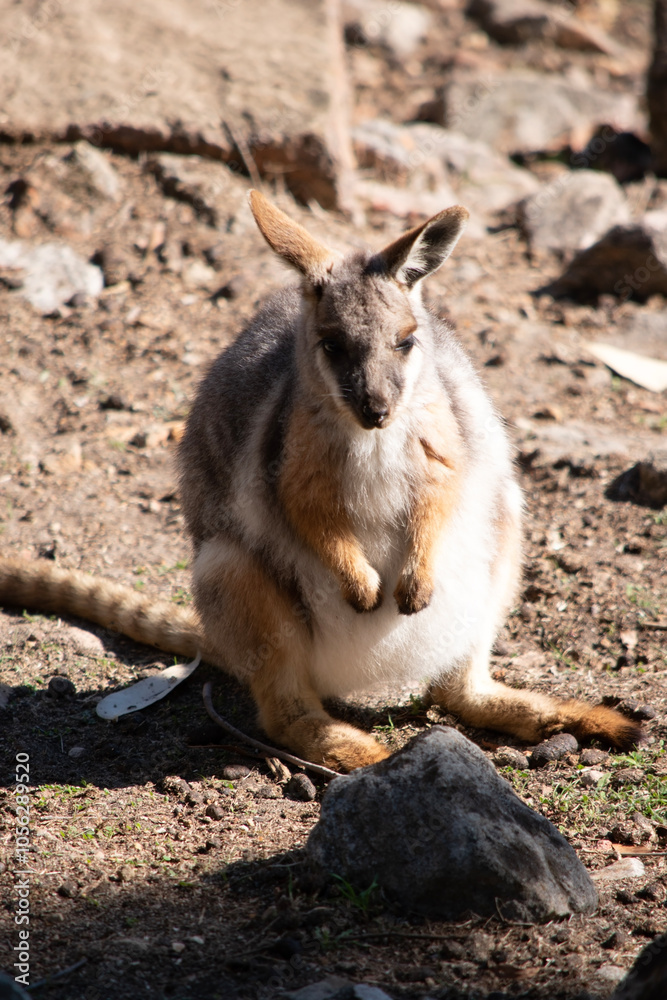 The Yellow-footed Rock-wallaby is brightly coloured with a white cheek stripe The Yellow-footed Rock-wallaby is brightly coloured with a white cheek stripe