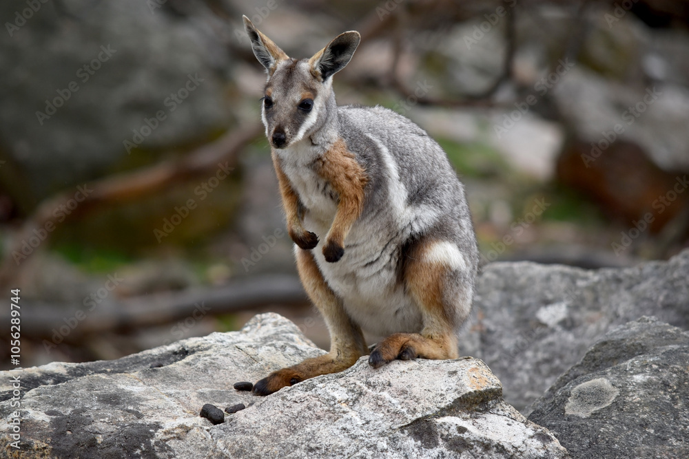 The Yellow-footed Rock-wallaby is brightly coloured with a white cheek stripe and orange ears. It is fawn-grey above with a white side-stripe, and a brown and white hip-stripe. The Yellow-footed Rock-wallaby is brightly coloured with a white cheek stripe and orange ears. It is fawn-grey above with a white side-stripe, and a brown and white hip-stripe.