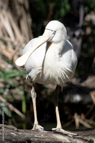 The yellow spoonbill is a large white sea bird with a cream bill that looks like a spoon. photo