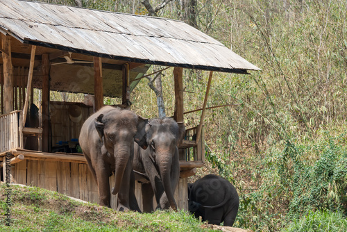 Photography A baby elephant waits to welcome tourists at the pickup point in Mae Wang, Chiang Mai, Thailand