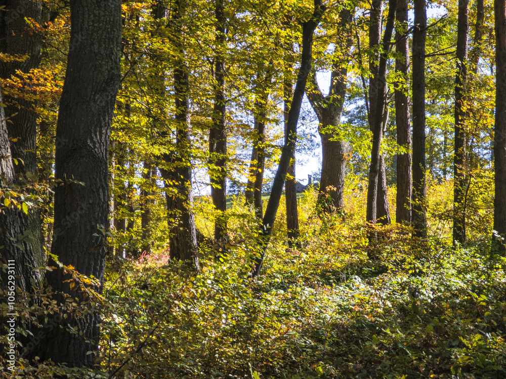 Fototapeta premium Autumn view of Plana Mountain, Bulgaria