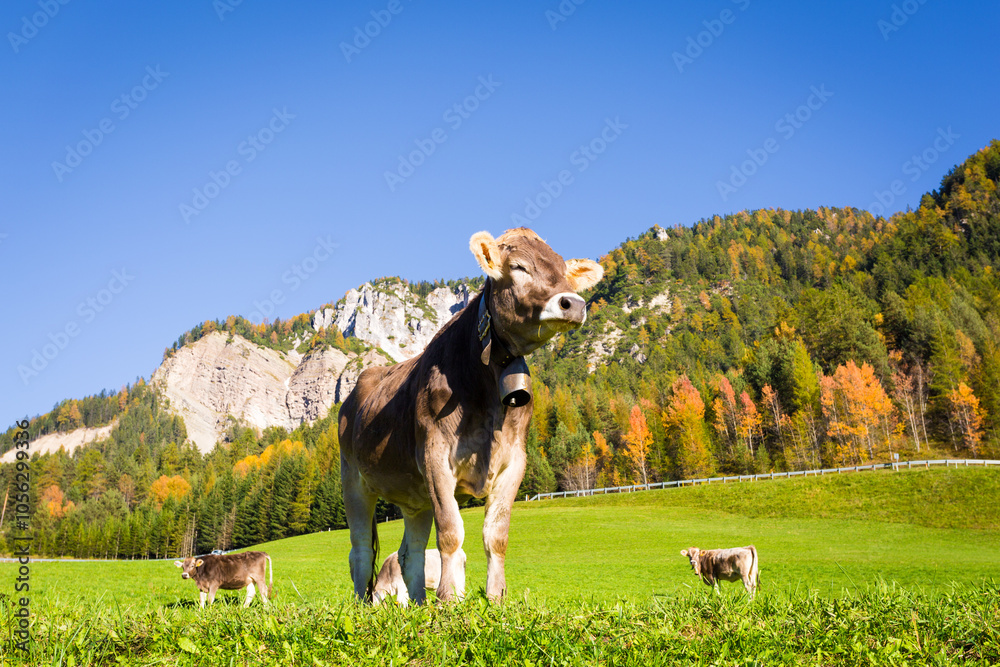 Cow on a mountain pasture, Trentino, Dolomites
