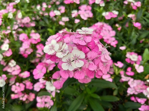 pink hydrangea flowers in garden