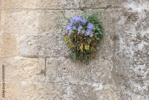 Blaue Glockenblume wächst auf einer Mauer photo