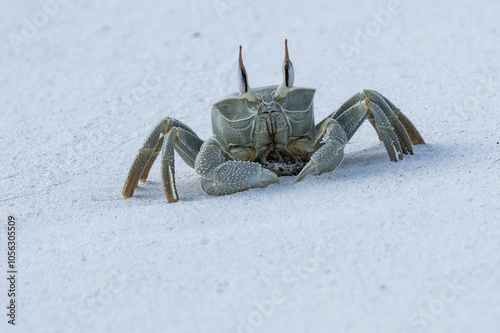 Ceratophthalma - Caranguejo-Fantasma  photo