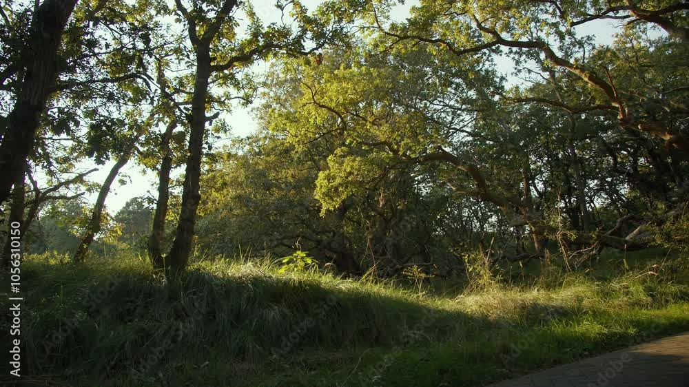 A Scenic Running Trail Winds Through an Enchanted Forest, With Twisted Branches Through the Trees, Offering a Magical Pathway for Runners and Nature Lovers. Ideal for Outdoor Exploration and Adventure A Scenic Running Trail Winds Through an Enchanted Forest, With Twisted Branches Through the Trees, Offering a Magical Pathway for Runners and Nature Lovers. Ideal for Outdoor Exploration and Adventure