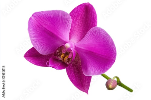 Vibrant pink orchid flower, showcasing intricate petals and a captivating beauty, white isolate background.