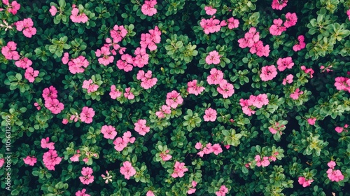 Vibrant Pink Flowers Over Green Leaves in Garden