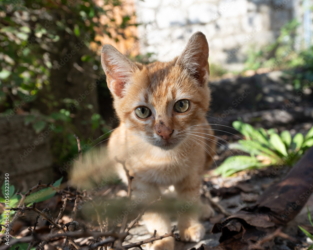 Feral Kitten in Kotor Montenegro Feral Kitten in Kotor Montenegro