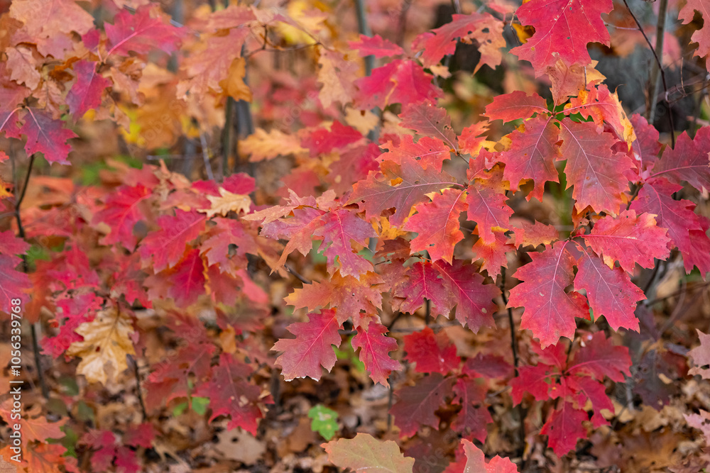 Vibrant red oak leaves in autumn forest on a cloudy day. Concept of seasonal change, beauty of nature and forest colors in fall Vibrant red oak leaves in autumn forest on a cloudy day. Concept of seasonal change, beauty of nature and forest colors in fall