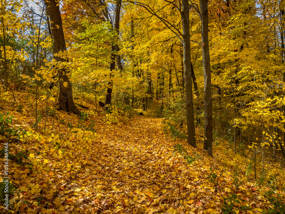 Obraz premium Colors of autumn in 2024. Amazing views of vibrant fall colors in Canada as seen by the naked eye and taken via iphone15 pro max.