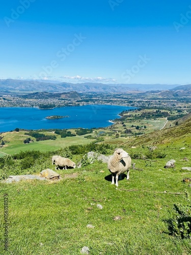 Sheep and lambs on the Mount Roy, Roys peak in Wanaka, South Island, New Zealand. Sheep on the mountain.