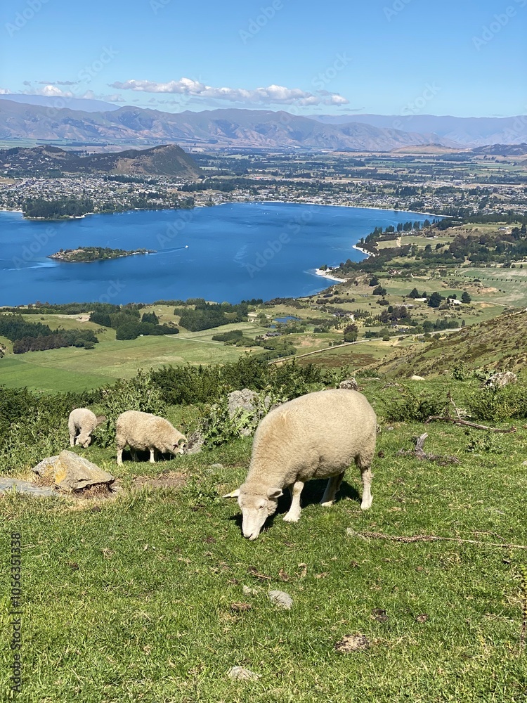 Obraz premium Sheep and lambs on the Mount Roy, Roys peak in Wanaka, South Island, New Zealand. Sheep on the mountain.