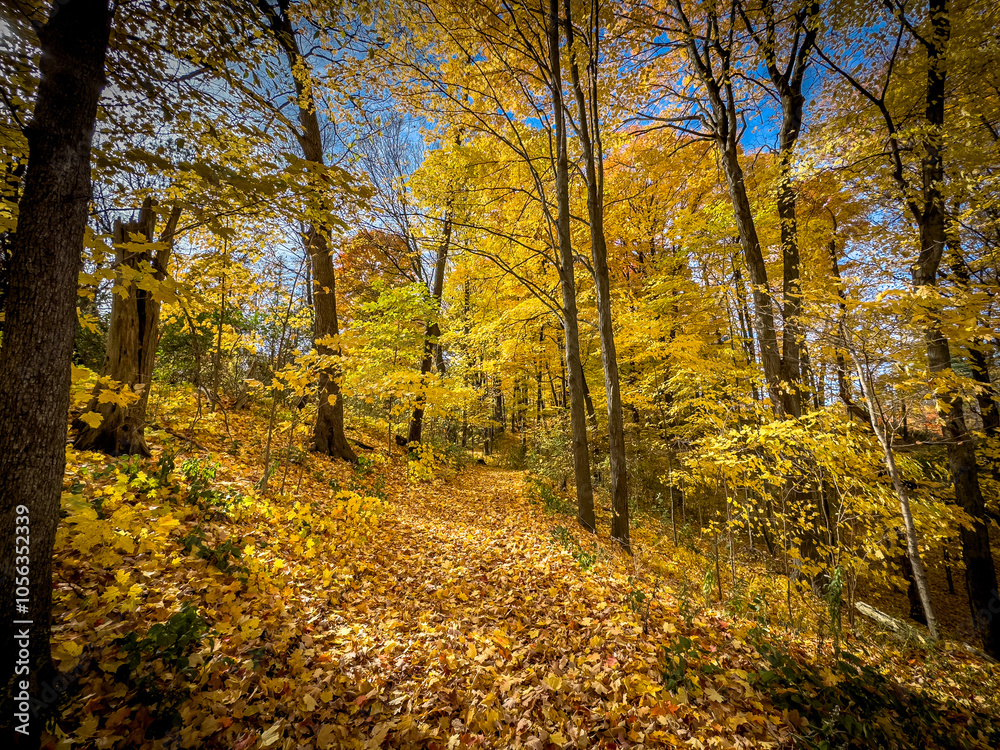 Naklejka premium Colors of autumn in 2024. Amazing views of vibrant fall colors in Canada as seen by the naked eye and taken via iphone15 pro max.