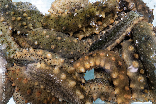 Sea cucumber trepang Stichopus japonicus in water.