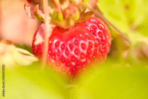 Ripe natural strawberries in close-up in the garden.