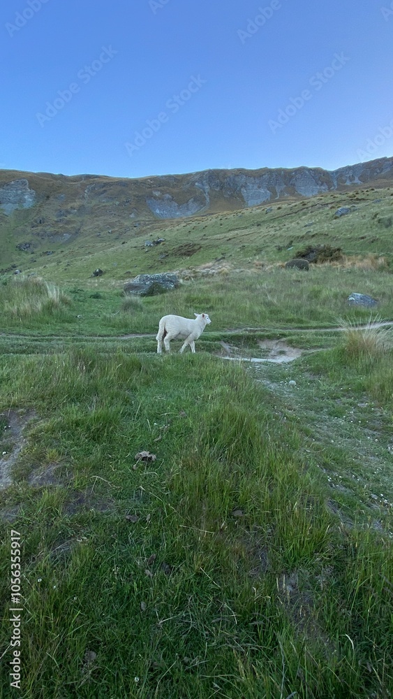 Fototapeta premium Cute little lamb running around on the mountain 