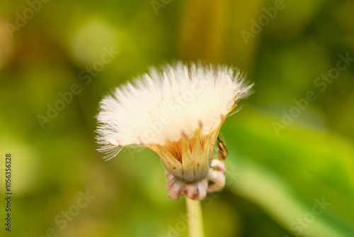 Close-up macro photo of an unopened dandelion