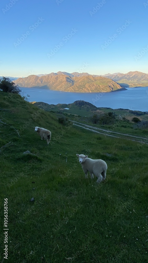 Obraz premium Sheep and lambs on the Mount Roy, Roys peak in Wanaka, South Island, New Zealand. Sheep on the mountain.