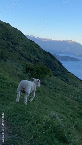 Cute little lamb running around on the Mount Roy, Roys peak in Wanaka, South Island, New Zealand 